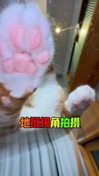 魔性运镜拍摄小猫咪