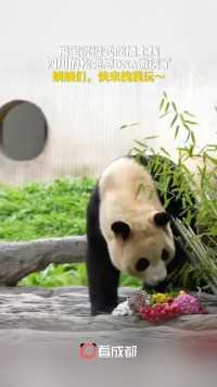 6月12日，四川卧龙。大熊猫“福宝”在中国大熊猫保护研究中心卧龙神树坪基地正式与大家见面啦！“福宝”完全不怯场，自信放光芒，首日营业就开启躺式吃播，好惬意！