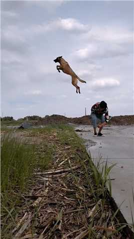 训练的过程中狗狗跳跃居然这么远，真的是让人大开眼界！