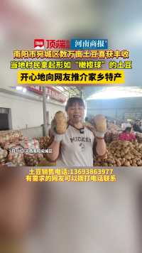 南阳宛城土豆丰收 当地拿起形如“橄榄球”的土豆向网友推介