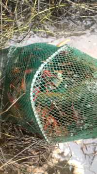 破天荒的一网龙虾，五斤左右吧#户外 #我的乡村生活 #新农人计划2024