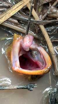 鳝鱼的嘴巴原来可以张得这么圆#户外 #我的乡村生活 #钓鳝鱼