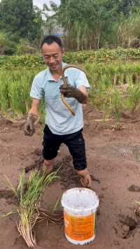 养过稻花鱼的田，黄鳝还比较大条#户外#我的乡村生活#田间地头