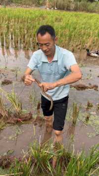 还是小时候钓黄鳝的方法带劲#户外#我的乡村生活#田间地头