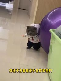 小辉干坏事儿回来了#猫咪的迷惑行为 #萌宠成精了