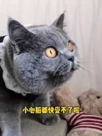 好色猫啊#猫咪的迷惑行为 #色猫