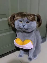 老吴要的婆娘#猫咪的迷惑行为 #这操作都看傻了