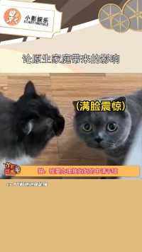 猫：别人的妈妈总是让我这么满意