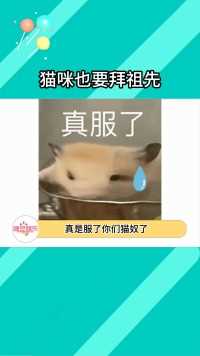 猫猫也需要自己的猫猫祖先#猫咪 #万万没想到 #祭祀 