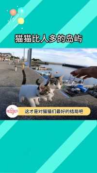 一个猫猫比人都多的岛屿#猫猫 #旅行 #可爱 