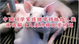 中国科学家成功将猪肾移植给人类，缓缓亮出人类的终极医疗武器