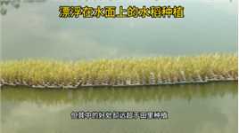 在湖面上种植水稻，你是否感到惊讶，看外国人做的一个项目。