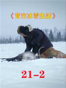 育空冰雪生活21-2：狼獾偷吃诱饵，气死猎人