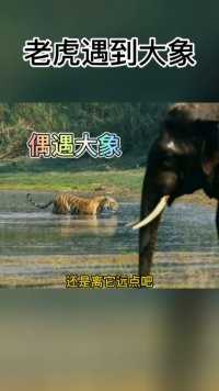 老虎偶遇大象