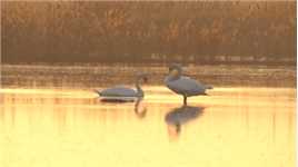 在临洪河口湿地越冬的疣鼻天鹅 | 邻里生物多样性保护·志愿者巡护