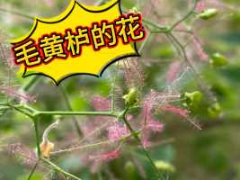 毛黄栌，开花了！原来这种植物才是“香山红叶”｜生物多样性小百科