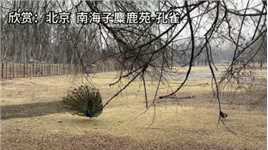 欣赏北京 南海子麋鹿苑-孔雀