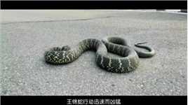 巡护偶遇“路霸”王锦蛇，连云港志愿者将其护送回自然 | 绿会保护地