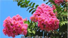 紫薇：盛夏花开，红艳满堂 | 绿会保护地科普