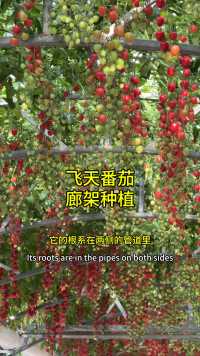 蔬菜长廊，无土栽培西红柿。 #设施农业 #农业园区 #寿光农业 