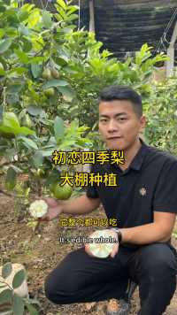 大棚种植四季梨，四季结果，一斤就能卖30元！ #四季梨苗 #四季梨种植 #四季梨 