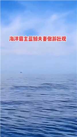 给大家分享一下，深海精灵，海洋霸主蓝鲸夫妻跃出海面，拍摄不易，见者点赞幸运，财运多多！福报多多！

