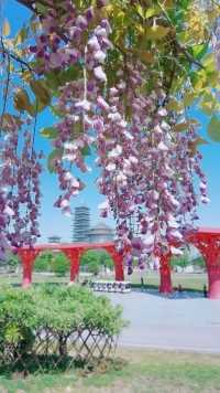 运河三湾的紫滕，绚丽芬芳！