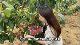  南天湖也能摘车厘子了！！入园就能吃到饱。还能划船，坐3000米长的轨道滑车，玩累了还有露营基地哟