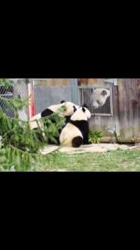 旅美国宝大熊猫美香和添添以及他们的幼子崽崽。