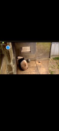 北京时间2023.3.23.旅居华盛顿动物园的大熊猫美香一家