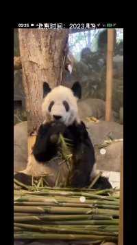 北京时间2023.4.8美国孟菲斯动物园为国宝大熊猫丫丫举办欢送会，很吵，丫丫努力干饭只为早日带乐乐一起回家！