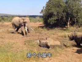 大象竟然怕犀牛