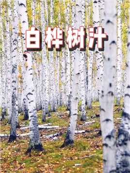 兴安岭白桦树孕育一整年才形成的白桦树汁，每滴都是大自然的馈赠