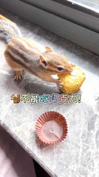 小松鼠不可以吃巧克力哦