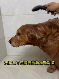 在家给狗狗洗澡，手套方便又好用#给狗狗洗澡