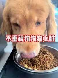 狗狗经常倒吸气，动不动就喘的很严重 一定要重视，尤其像多多这样年龄大体重大的狗狗#萌宠好物