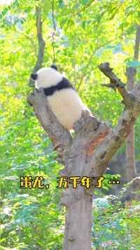 大熊猫：蚩尤五千年了，你什么时候来接我呢？