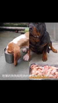 吃粥的狗狗和吃肉的狗狗身体有什么不同呢🐶🐶