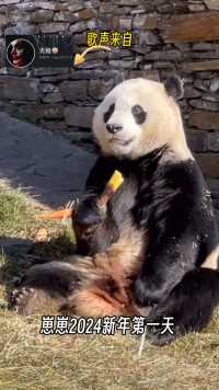 #大熊猫小奇迹#崽崽#关爱国宝大熊猫