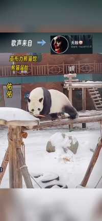 #大熊猫佑佑#国宝大熊猫#一方水土养一方熊猫#雪下的时候