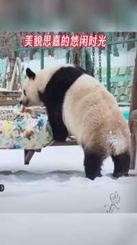 #大熊猫思嘉#国宝大熊猫#一方水土养一方熊猫