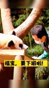#大熊猫福宝#被圈养的熊猫中最幸福的一只#旅韩大熊猫日常#福宝被宋爷爷心疼的每一天