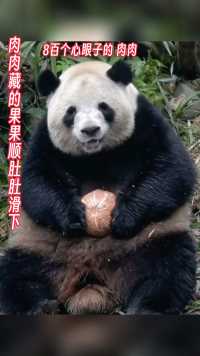 #大熊猫梅兰肉肉#关爱国宝大熊猫#国宝大熊猫