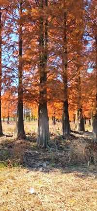 初冬的水杉林真的挺壮观的，落叶变成红毯，仿佛置身原始森林，休闲为了更好的搬砖