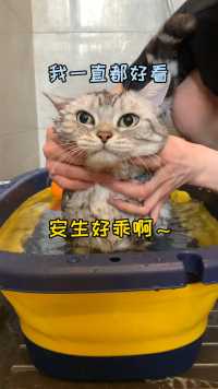 给骂骂咧咧的小猫咪洗澡，最后给洗生气了，开口骂人了！！！