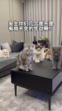 猫咪见了都怕的凉席，竟然可以当夏凉被用。