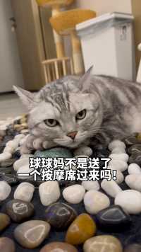 我家猫被按摩席征服了