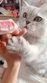 抢雪糕吃的猫你们见过吗