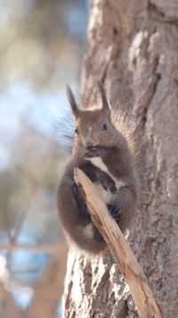 一只可爱的松鼠️！尖尖的耳毛，蓬松的尾巴，它的每一个细节都散发着大自然的魅力。