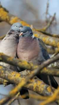 今天，捕捉到了一个超有爱的瞬间——两只斑尾林鸽在树枝上亲昵地啄吻！